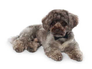 Cute Maltipoo dog with bow tie on white background. Lovely pet