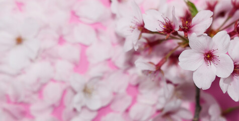 桜の背景_ヘッダー