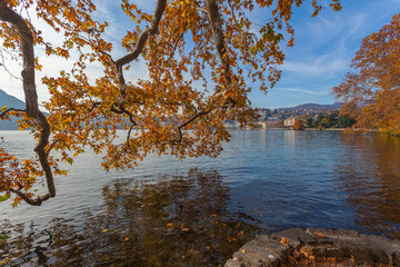 Autumn colored plane tree branch with Christmas decorations stretched out towards the Lugano lake,...