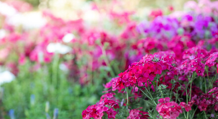 Nature floral background with vivid pink magenta carnation flowers. Selective focus.