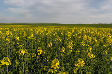 field of dandelions