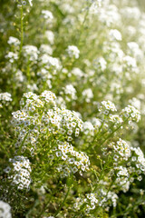Fototapeta premium White flowers blooming amidst green grass as ground cover. Selective focus. Blurred backdrop.
