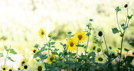 Vibrant decorative sunflowers blooming in sunny garden close up. Beautiful floral background.