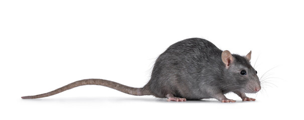 Beautiful adult rat, standing side ways. Head down looking side ways. Isolated on a white...