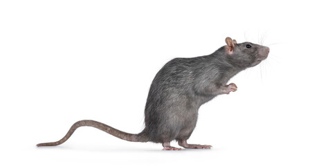 Beautiful adult rat, standing side ways on hind legs. Head up looking to the side. Isolated on a...
