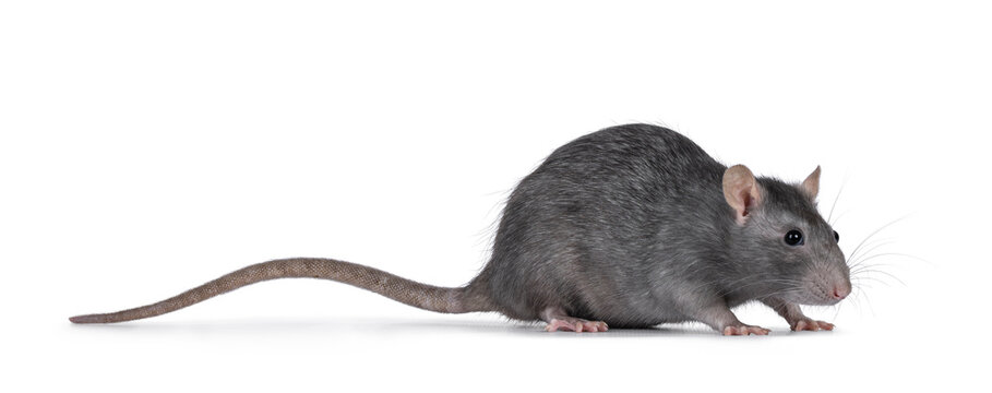 Beautiful adult rat, standing side ways. Head down looking side ways. Isolated on a white background.