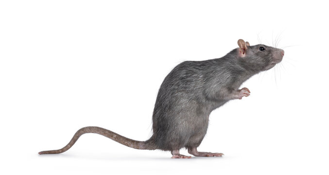 Beautiful adult rat, standing side ways on hind legs. Head up looking to the side. Isolated on a white background.