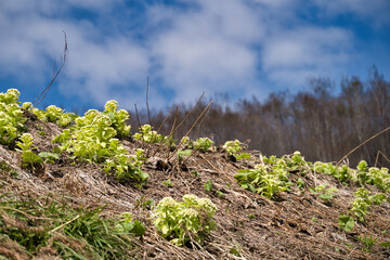 青空にフキノトウ