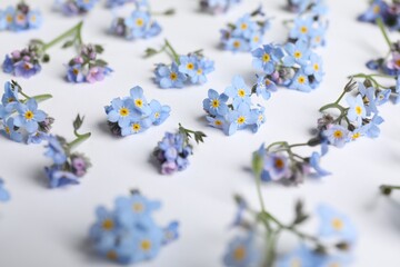 Beautiful forget-me-not flowers on white background, closeup