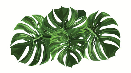 Tropical monstera leaves on white background Vector s
