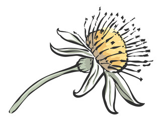 dandelion flower drawing without background