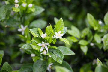 blooming tangerine orange tree in a garden, sunny day