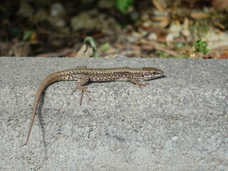 A gray lizard on a stone curb near the plants