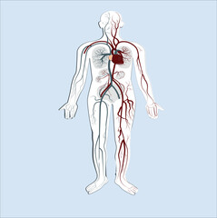 3d rendered medically accurate illustration of a mans vascular system. Human Heart Anatomy with Circulatory System For Medical Concept. vector illustration. 418