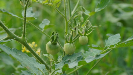 green tomatoes on a bush