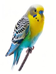 Side view of a colorful parakeet with a detailed feather pattern and a curious gaze.