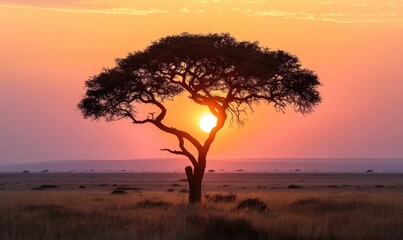 Sunset behind an Acacia tree in Africa