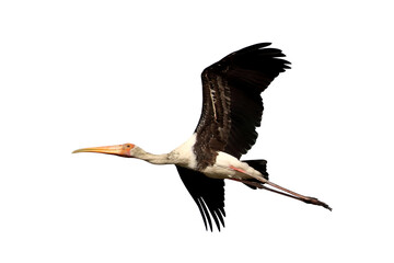 Painted stork jumping isolated on transparent background png file	