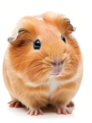 Close-up of a multi-colored guinea pig looking forward with curiosity, isolated on a white background.