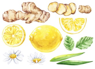 Ginger, mint and lemon watercolour food illustration 