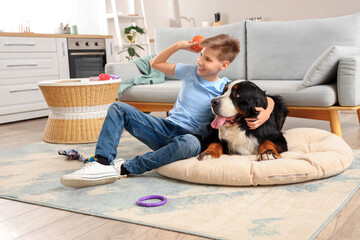 Cute fluffy dog and boy playing with ball in living room