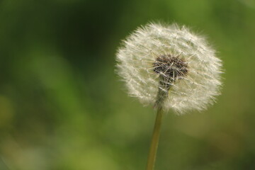 Obraz premium 민들레홀씨 사진