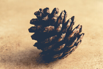 Pine cone on the vintage  background