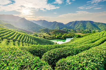 Aerial shot of tea mountain plantation at sunset in spring