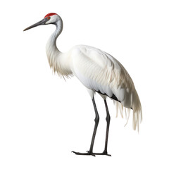 crane bird looking isolated on white