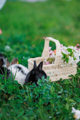 A basket of flowers is next to two rabbits in a grassy field. The rabbits are eating grass and one of them is looking at the basket