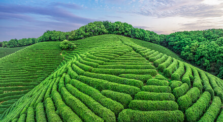 Aerial shot of tea mountain plantation in spring