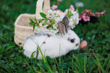 A baby rabbit is sitting in a basket of flowers. The rabbit is looking at the camera