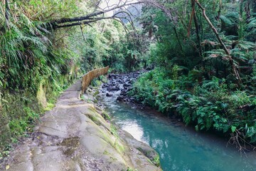 Native forest, river and hiking trail on the Karamatura Falls Track, Waitakere, Auckland, New...