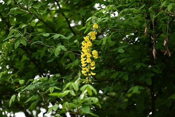 Common laburnum ( Laburnum anagyroides ) flowers. Fabaceae phanerog poisonous plant. Sweet-scented yellow butterfly-shaped flowers bloom in racemes in May.
