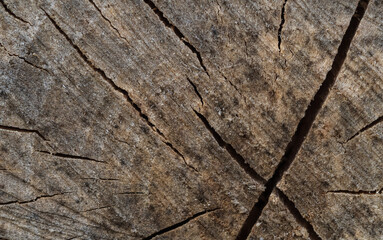 wood texture. background old panels