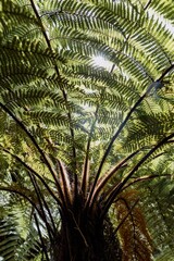 Native Punga fern tree on the Karamatura Falls Track, Waitakere, Auckland, New Zealand.