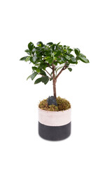 Ficus Ginseng bonsai in ceramic pots