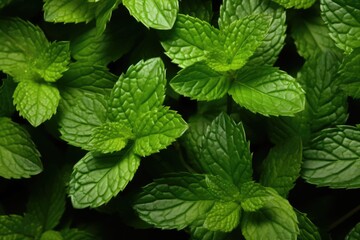 Fresh mint leaves as background, closeup. Fresh mint leaves texture