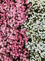 Obraz premium Pink and white flowers