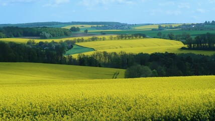 Agriculture en Champagne Ardenne, paysage avec une multitude de champs de colza (brassica napus) jaunes, en fleur, au printemps (France)