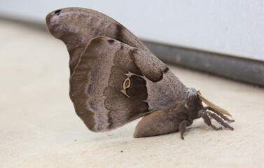 Polyphemus moth near warehouse in early spring. Rural East Texas