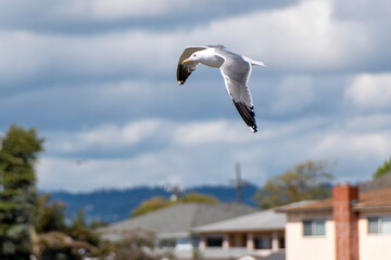 Seagull Flying under the Blue Sky