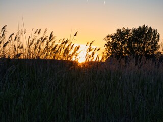 Sunset over Lake Neusiedl in Austria, coloring the reed belt and water in picturesque hues