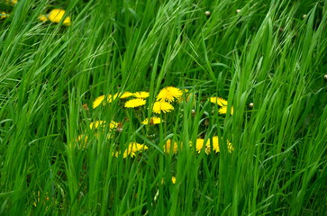  dandelions in tall green grass in the meadow