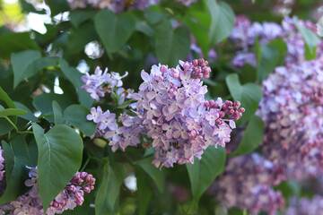 Lilac flowers, close-up, inflorescence. Lilac blossom on a sunny day in the park. Lilac bush in full bloom. Beautiful lilac flowers, spring natural background