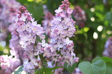 Lilac flowers, close-up, inflorescence. Lilac blossom on a sunny day in the park. Lilac bush in full bloom. Beautiful lilac flowers, spring natural background