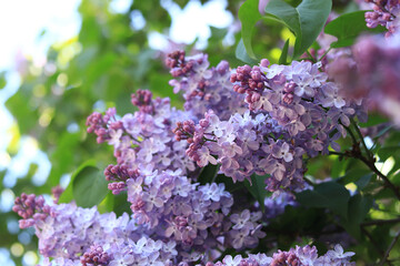 Lilac flowers, close-up, inflorescence. Lilac blossom on a sunny day in the park. Lilac bush in...