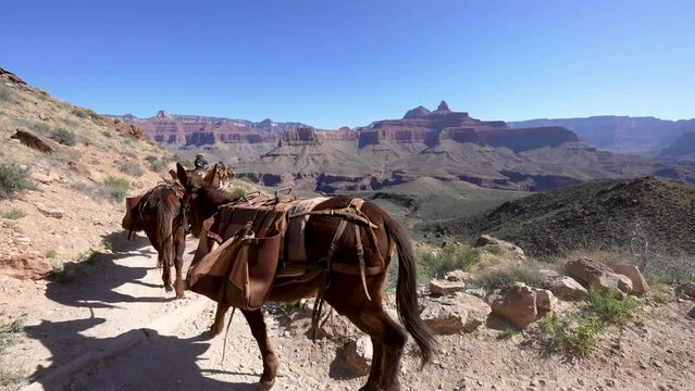 mule train along South Kaibab Trail in Grand Canyon