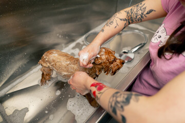 in a grooming salon a small red dog is lathered by a groomer lathering a spitz in a metal bathtub