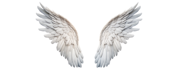 angel wings on transparent background